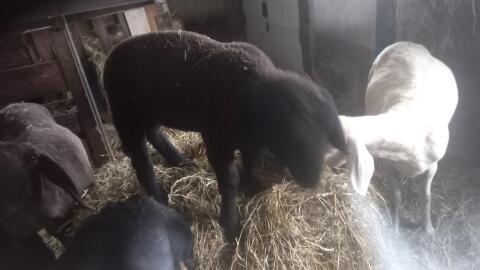 Junger Schafbock Jura-Mischling