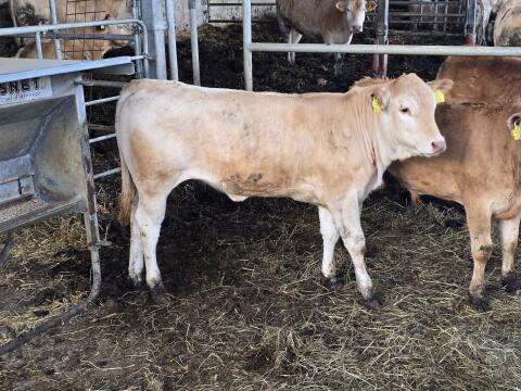 Blond Aquitain Kalbinen