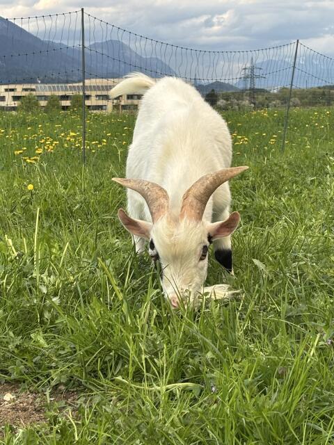 Zwergziegenbock