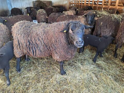 Schaf Widder