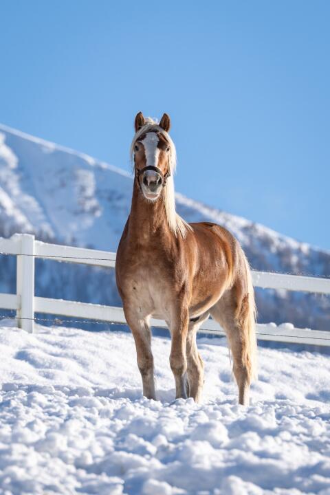 4-jähriger Haflinger Wallach zu verkaufen