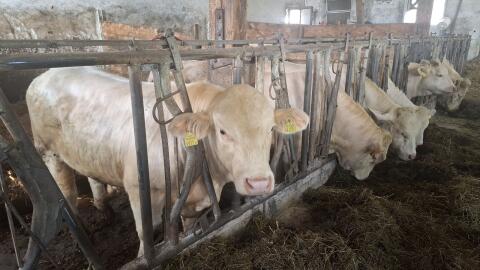 Charolais-Stiere