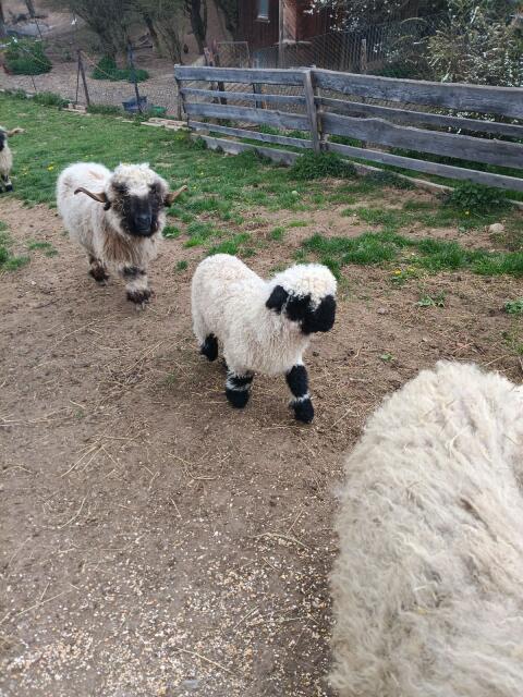 Walliserbock