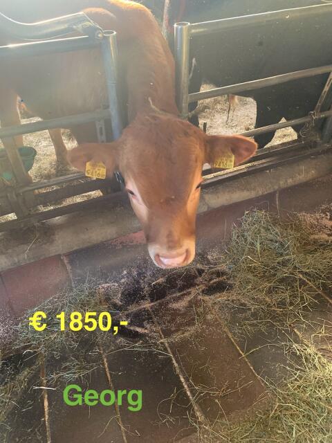 Bio Limousin Jung-Stiere