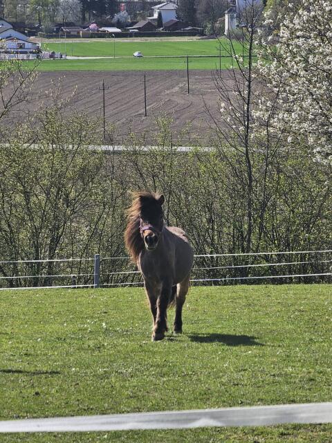 Verkaufe braven Shettywallach
