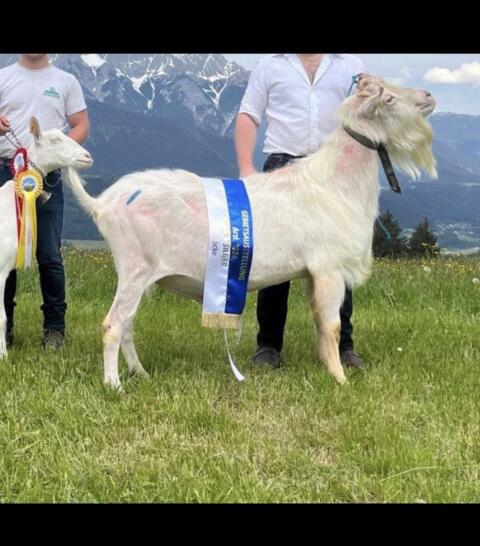 Verkaufe Top Saanenbock