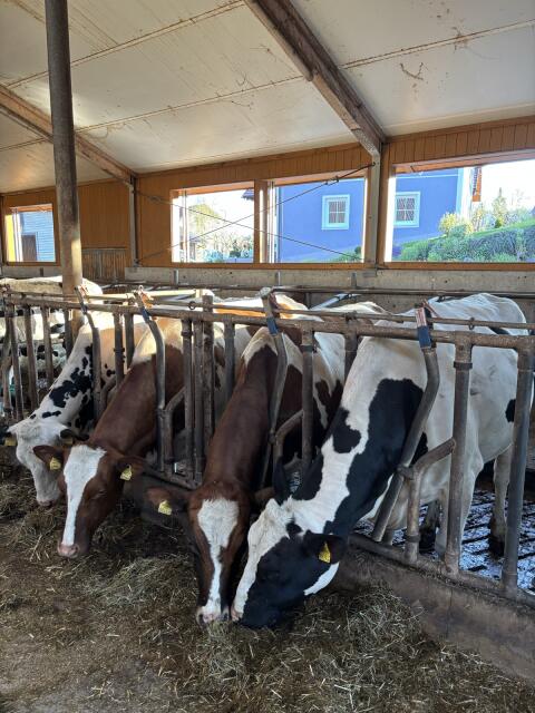 Holstein Kalbinnen
