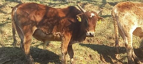 Zwerg-Zebu-Herdeauflösung