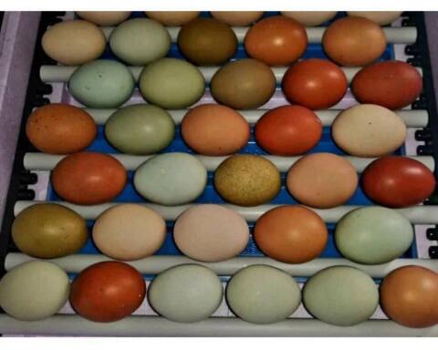 Bruteier Buntleger, Grünleger, Blauleger, Mooshühner, Maran