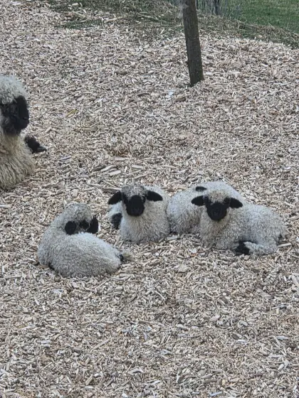 Walliser Schwarznasen