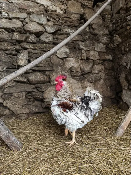 Freundlicher Strupphuhn-Hahn abzugeben