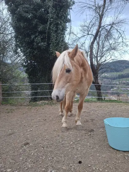 8-jährige Haflingerstute abzugeben