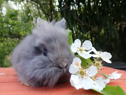 Vergebe Zwerglöwenkopf mindestens paarweise (Kastrat+Häsin)
