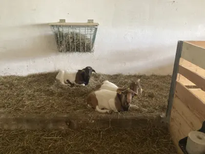 3 männliche Ziegenkitz BZ+GZ