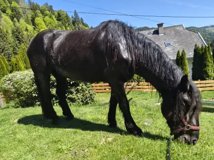 Schöne Noriker Jungstute zu verkaufen