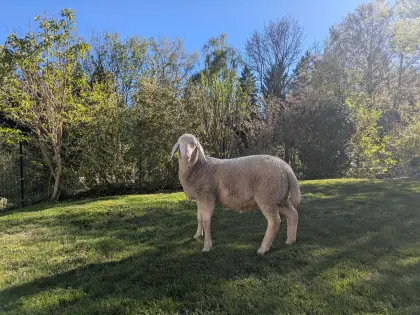 Verkaufe Merinolandschaf Widder Lamm