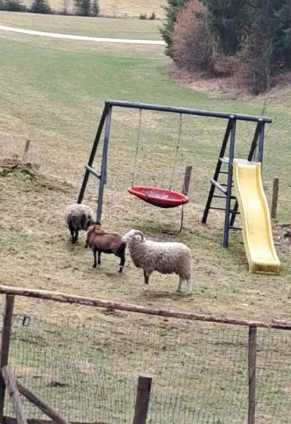 Weißer Kamerun-Bock