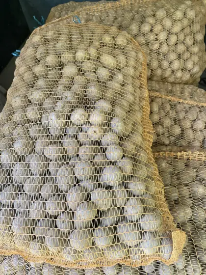 Bio-Saatkartoffeln „Hermes“