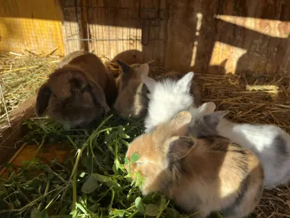 5 männliche Zwergkaninchen