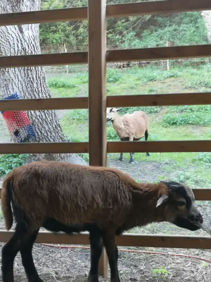 Jungbock Kamerunschaf