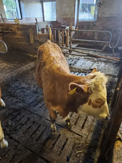 Verkaufe Bio-Kuhkalb