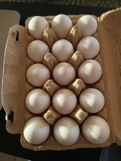 Exchequer Leghorn Bruteier