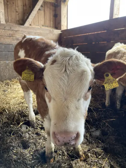 Mutterkuhkalb weiblich