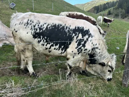 Bio Pustertaler Zuchtstier