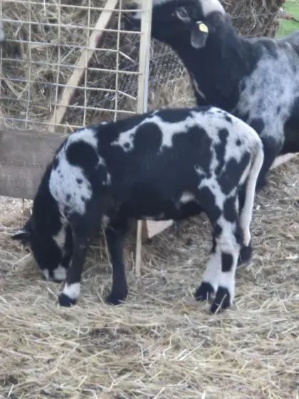 Krainer Steinschaf Widder