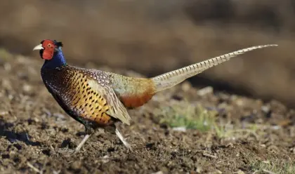 Fasan Bruteier, Eintagsküken