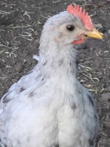 Silverudds bla Hähne