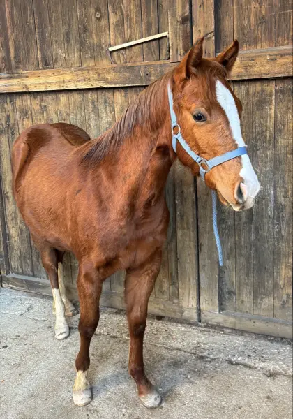 American Quarter Horse Jährling sucht sein Zuhause