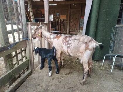 100% Anglo Nubier Mondschecke mit weibl. Kitz