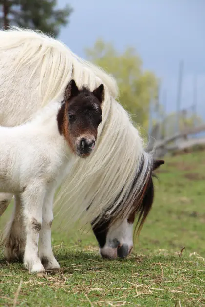 Minishetlandfohlen 2026