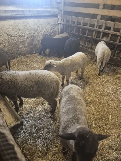 Lämmer zu verkaufen! (Schwarzkopf/Dexel) (Schwarzkopf/Jura)