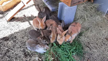 Japaner-Scheck-Deutsch Großsilber Gelb Kaninchen