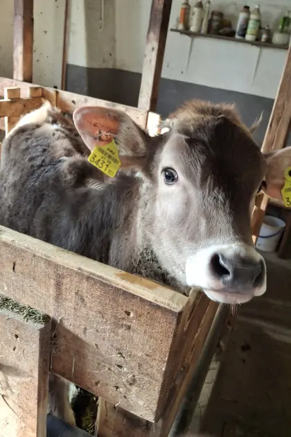 BV Kalb weiblich