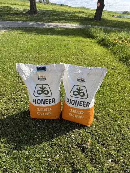 Saatmais Pioneer 8834