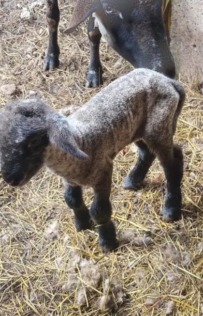 Verkaufe Kamerun-Bergschafe Nolanamix Barbados Black Bally
