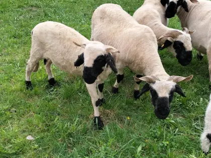 Walliser Schwarznasenschaf