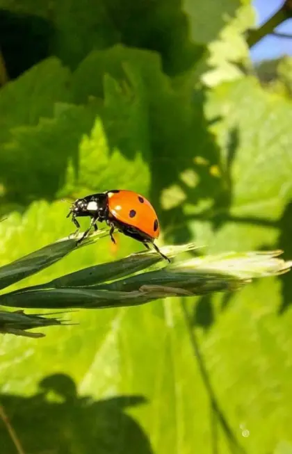 Bio-Weingarten Glanz an der Weinstraße zu verpachten