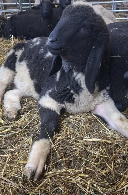 Kugelscheck Jungbock