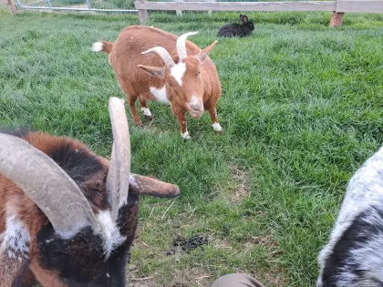 Zwergziegen, Saanenziege