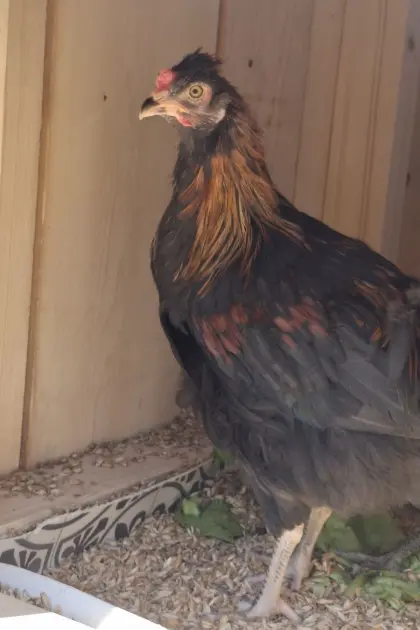 Altsteirer x Sulmtaler