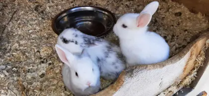Farbenzwerg Mix Zwergkaninchen