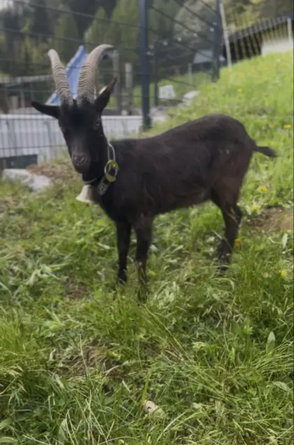 Aoster Ziege zum Verkaufen