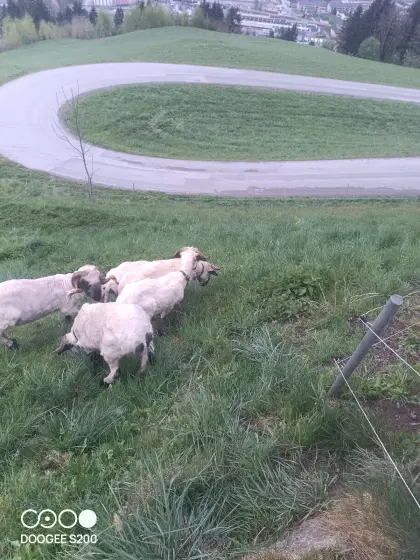 Walliser Schwarznasenschafe