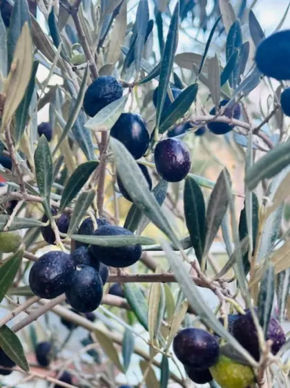 3-fach XL Olivenbaum Urlaub für zu Hause