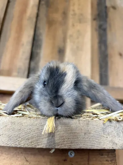 Zwerghasen, Zwergrex, Rexkaninchen, Zwergwidder