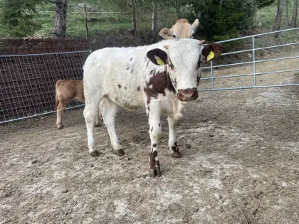 Pustertaler Sprinzen Kalbin